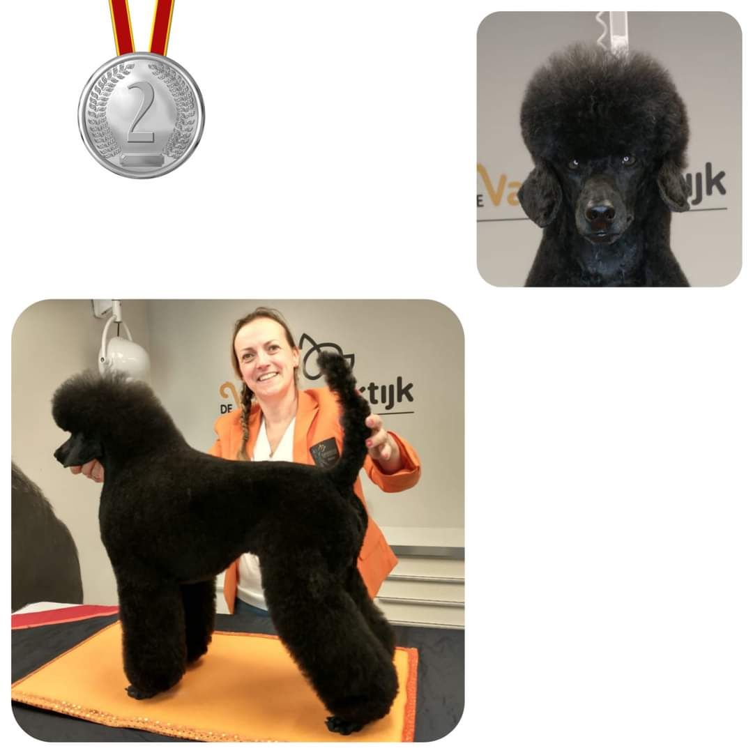 juli 2021 poodle challenge 2e prijs Jamie.jpg