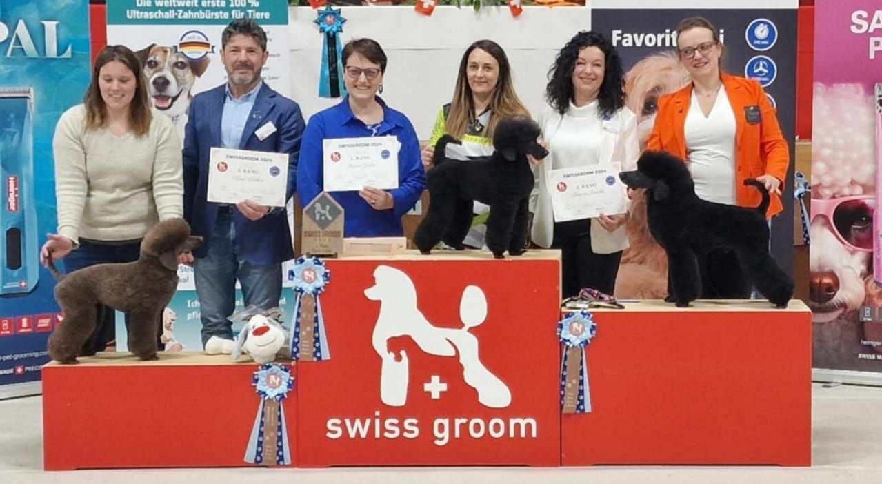 swissgroom 2024 poodle.jpg