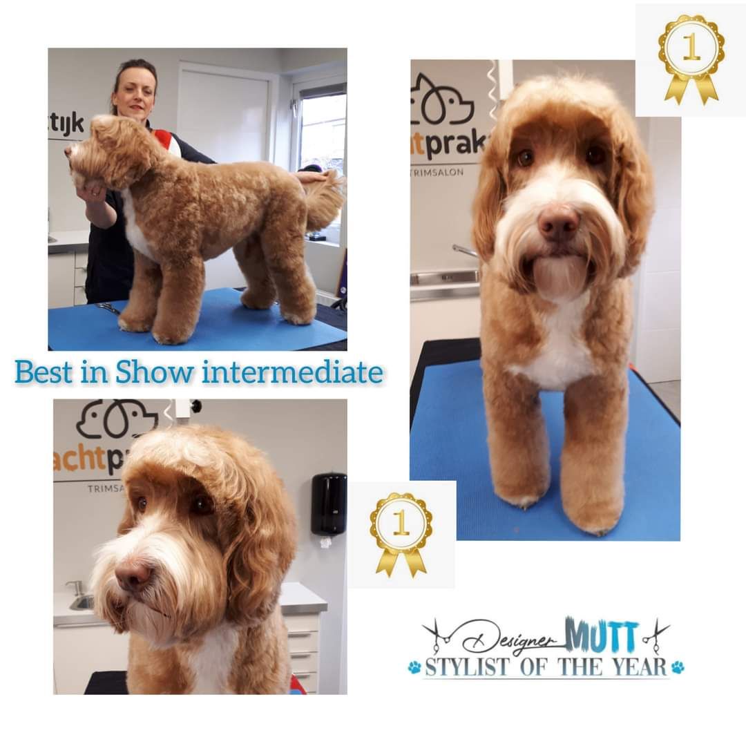 mei 2021 designer mutt best in show sterre.jpg